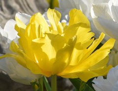 Photo of Double Early, Tulipa: Monte Carlo