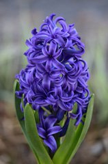 Photo of Orientalis, Hyacinthus: Blue Pearl