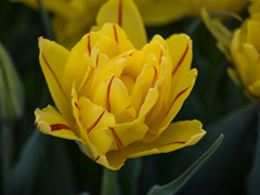 Photo of Double Early, Tulipa: Monsella