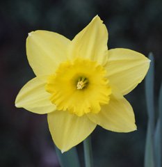 Photo of Large-Cupped, Narcissus: Carlton