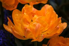 Photo of Double Early, Tulipa: Orca