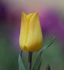 Photo of Triumph, Tulipa: Yellow Flight