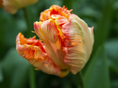 Photo of Parrot, Tulipa: Apricot Parrot