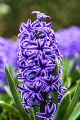 Photo of Orientalis, Hyacinthus: Blue Jacket