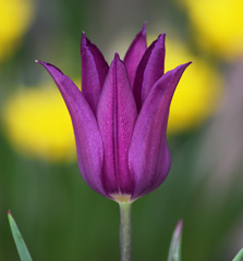 Photo of Lily-Flowering, Tulipa: Yume no Murasaki