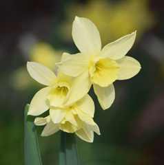 Photo of Triandrus, Narcissus: Ginter's Gem