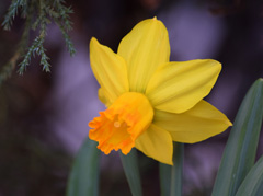 Photo of Cyclamineus, Narcissus: Itzim