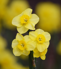 Photo of Jonquilla and Apodanthus, Narcissus: Kokopelli