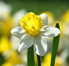 Photo of Cyclamineus, Narcissus: Wisley