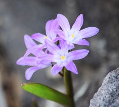 Photo of Liliaceae, Chionodoxa: Luciliae Violet Beauty