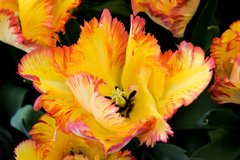 Photo of Parrot, Tulipa: Caribbean Parrot