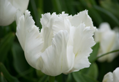 Photo of Parrot, Tulipa: White Parrot