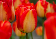 Photo of Darwin Hybrid, Tulipa: American Dream