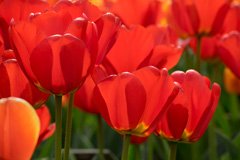 Photo of Darwin Hybrid, Tulipa: Apeldoorn