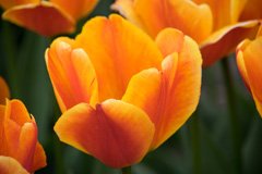 Photo of Darwin Hybrid, Tulipa: Apeldoorn Elite