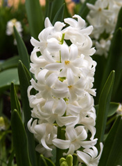 Photo of Orientalis, Hyacinthus: Carnegie