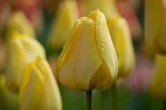 Photo of Darwin Hybrid, Tulipa: Golden Parade