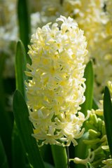 Photo of Orientalis, Hyacinthus: City of Haarlem