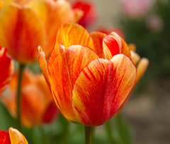 Photo of Darwin Hybrid, Tulipa: Gudoshnik