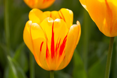 Photo of Darwin Hybrid, Tulipa: Juliette