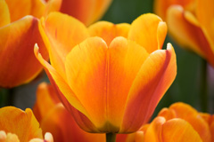 Photo of Darwin Hybrid, Tulipa: Oxford Elite