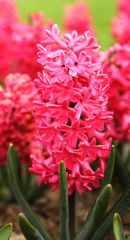 Photo of Orientalis, Hyacinthus: Jan Bos