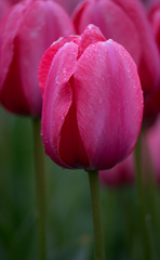 Photo of Darwin Hybrid, Tulipa: Pink Impression