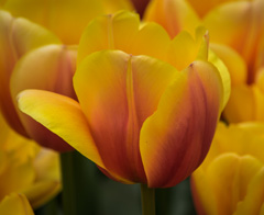 Photo of Darwin Hybrid, Tulipa: Sahara Rally