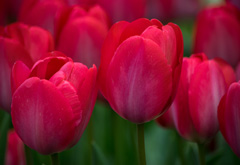 Photo of Darwin Hybrid, Tulipa: Van Eyk