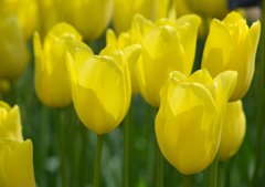 Photo of Single Late, Tulipa: Concador