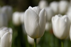 Photo of Single Late, Tulipa: Clearwater