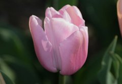 Photo of Single Late, Tulipa: Esther