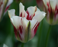 Photo of Single Late, Tulipa: Flaming Spring Gr.