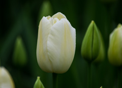 Photo of Single Late, Tulipa: Maureen