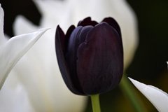 Photo of Single Late, Tulipa: Queen of Night