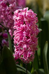 Photo of Orientalis, Hyacinthus: Pink Pearl