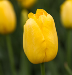 Photo of Single Late, Tulipa: Roi du Midi