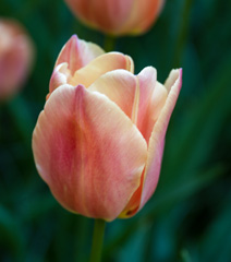 Photo of Single Late, Tulipa: Stunning Apricot