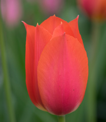 Photo of Single Late, Tulipa: Temple of Beauty
