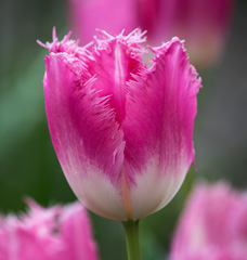 Photo of Single Late, Tulipa: Fancy Frills