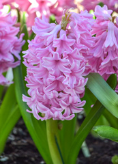 Photo of Orientalis, Hyacinthus: Pink Surprise