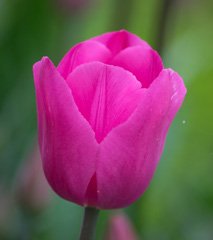 Photo of Triumph, Tulipa: Don Quichotte
